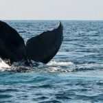 Whale Watching Guaranteed Experience in Puerto Vallarta - An Honest Look at the Experience