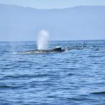 Whale Watching Guaranteed Experience in Puerto Vallarta - Why This Tour Works for Different Travelers