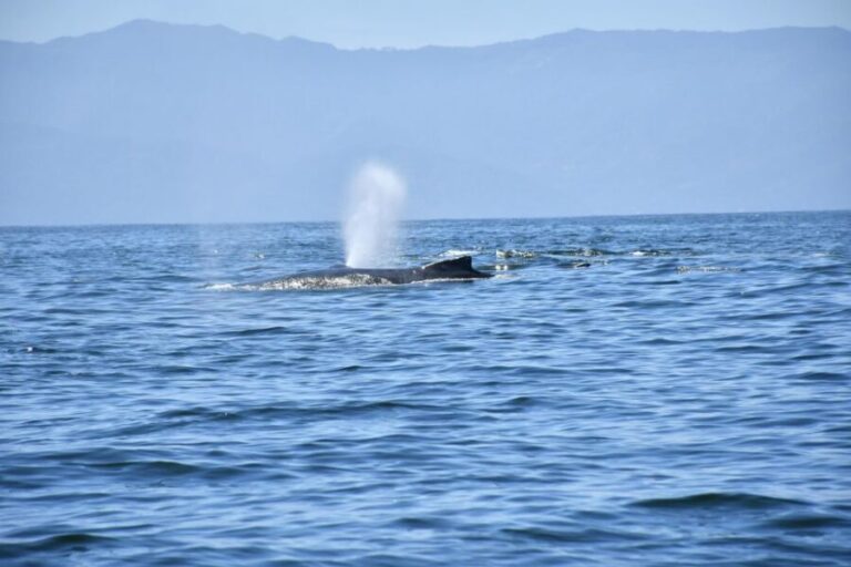 Whale Watching Guaranteed Experience in Puerto Vallarta - Why This Tour Works for Different Travelers