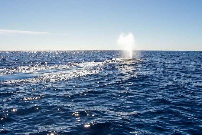 Whale Watching in Cabo San Lucas on board our Luxury Trimaran! - Final Thoughts: Is This Tour Right for You?