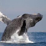 Whale Watching in Cabo San Lucas: Sightseeing Cruise and Shopping - Transportation and Logistics