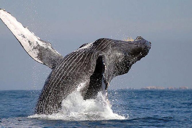 Whale Watching in Cabo San Lucas: Sightseeing Cruise and Shopping - Transportation and Logistics