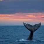 Whale Watching in La Paz  Gray Whale Encounter - The Experience at a Glance