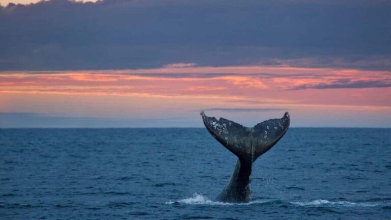 Whale Watching in La Paz Gray Whale Encounter - The Experience at a Glance