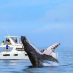 Whale Watching in Los Cabos  An Unforgettable Experience - FAQs