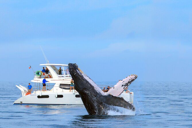 Whale Watching in Los Cabos  An Unforgettable Experience - FAQs