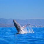 Whale Watching in Puerto Vallarta - Evaluating the Value: Is it Worth it?
