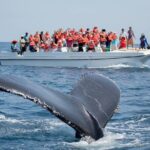 Whale Watching in Puerto Vallarta! - The Experience: What You Can Expect