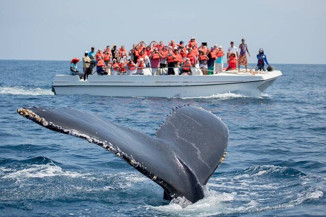 Whale Watching in Puerto Vallarta! - The Experience: What You Can Expect