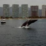 Whale Watching in Puerto Vallarta Bay - Who Will Love This Tour?