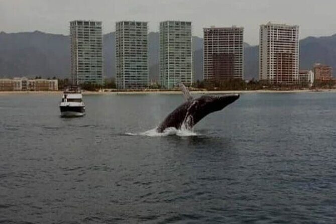 Whale Watching in Puerto Vallarta Bay - Who Will Love This Tour?