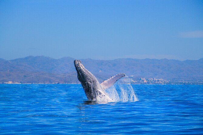 Whale Watching in Puerto Vallarta - Evaluating the Value: Is it Worth it?