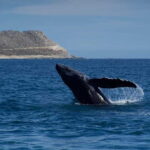 Whale Watching in San Jose del Cabo - Who Would Love This Tour?