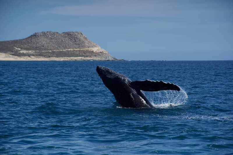 Whale Watching in San Jose del Cabo - Who Would Love This Tour?