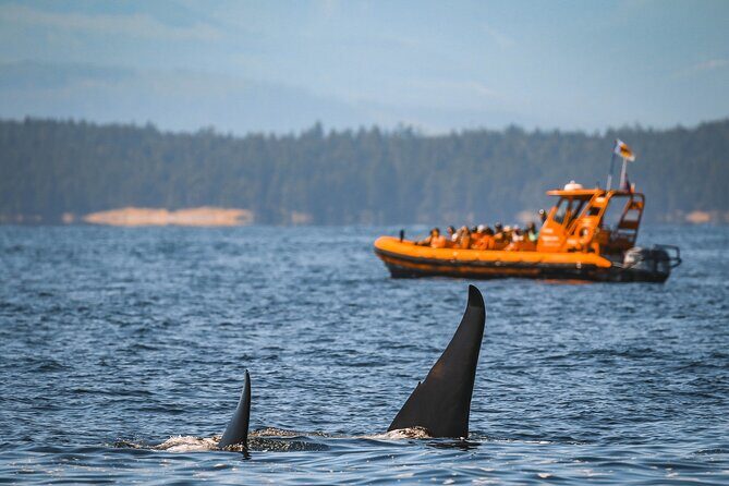 Whale Watching Nanaimo Open Boat Tour - Frequently Asked Questions