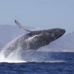 Whale Watching on 2 Level Big Boat with Breakfast and Drinks INCLUDED - The Sum Up: Is This Whale Watching Tour Worth It?