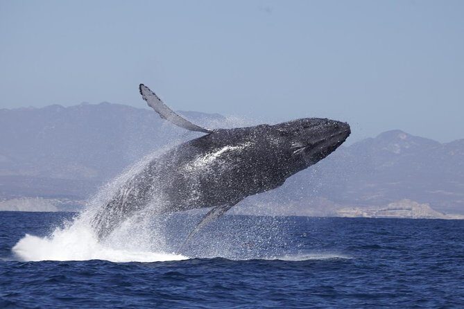 Whale Watching on 2 Level Big Boat with Breakfast and Drinks INCLUDED - The Sum Up: Is This Whale Watching Tour Worth It?