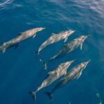 Whale Watching on "The World Famous North Shore of Oahu", Hawaii - Exploring the Details of the Whale Watching Tour