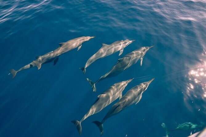 Whale Watching on "The World Famous North Shore of Oahu", Hawaii - Exploring the Details of the Whale Watching Tour