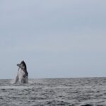 Whale Watching Shared Tour - Who Should Consider This Tour?