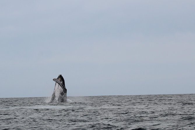 Whale Watching Shared Tour - Who Should Consider This Tour?
