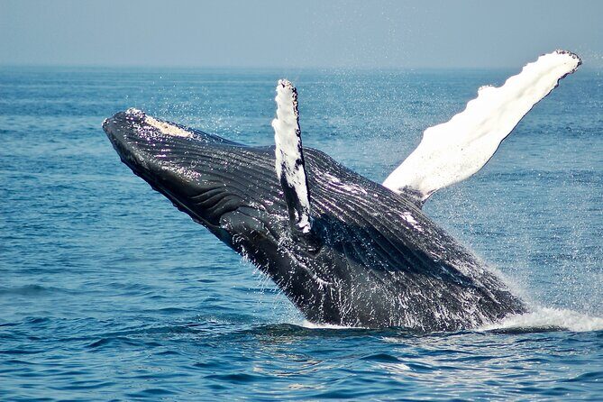 Whale Watching Snorkel Combo - Value for Money and Overall Experience