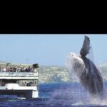 Whale Watching Sunset Tour - What to Expect from the Itinerary