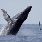Whale Watching The Best Of Puerto Vallarta - Comfort, Cost, and Practicalities