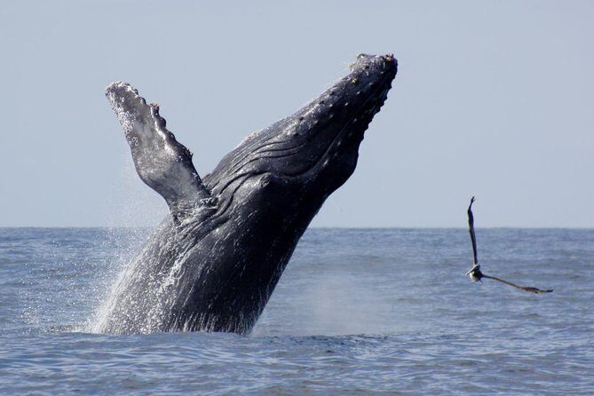 Whale Watching The Best Of Puerto Vallarta - Comfort, Cost, and Practicalities