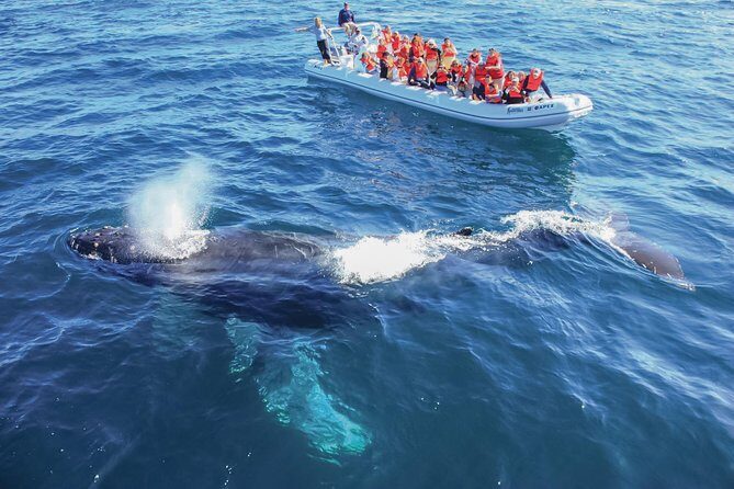 Whale Watching, The Famous Arch and Fast Boat Tour in Los Cabos - Detailed Breakdown of the Itinerary