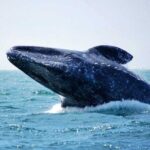 Whale Watching Tour - Authentic Experiences and Honest Feedback
