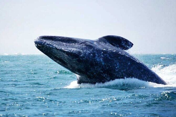 Whale Watching Tour - Authentic Experiences and Honest Feedback