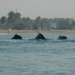 Whale watching tour - Final Thoughts: Is This Tour for You?