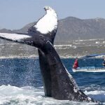 Whale Watching Tour in Glass Bottom Boat (VisitA Cabo) - Who Should Consider This Tour?