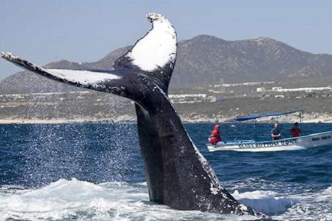Whale Watching Tour in Glass Bottom Boat (VisitA Cabo) - Who Should Consider This Tour?