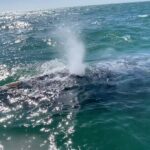 Whale Watching Tour in La Paz - The Itinerary Breakdown: What to Expect