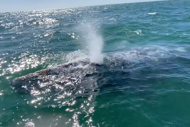 Whale Watching Tour in La Paz - The Itinerary Breakdown: What to Expect