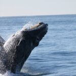 Whale Watching Tour in Los Cabos - FAQs