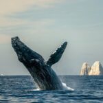 Whale Watching Tour with Arch and Beach in Cabo San Lucas - What to Expect from the Cabo San Lucas Whale Watching Tour
