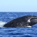 Whale Watching Warranty in San José del Cabo Snacks and drinks - The Sum Up