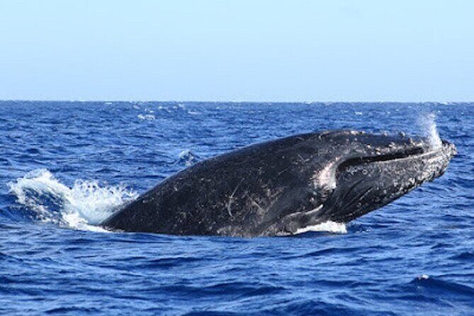 Whale Watching Warranty in San José del Cabo Snacks and drinks - The Sum Up