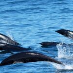 Whale Watching Winter - Final Thoughts: Is It Worth It?