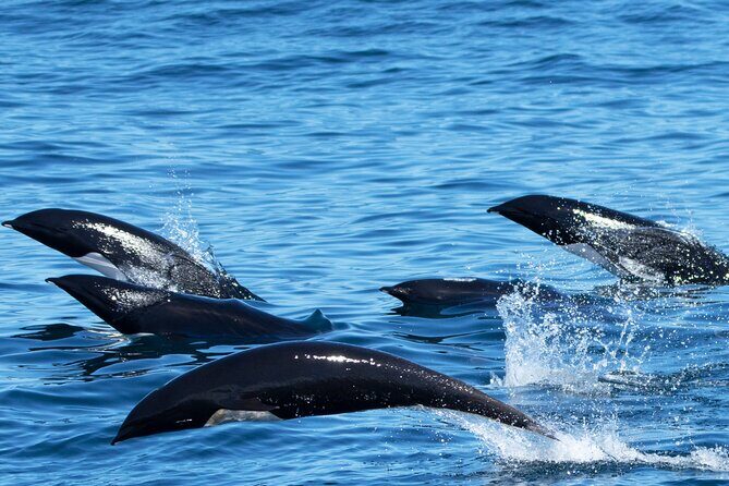 Whale Watching Winter - Final Thoughts: Is It Worth It?