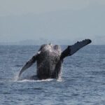 Whale Watching with Biologist and Hydrophone in Puerto Vallarta - Who Will Love This Tour?
