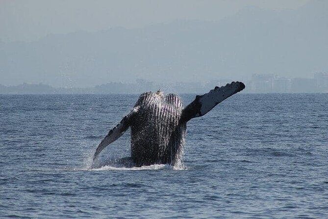 Whale Watching with Biologist and Hydrophone in Puerto Vallarta - Who Will Love This Tour?