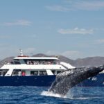 Whale Watching with Lunch and transportation included - Is This Tour Worth It?