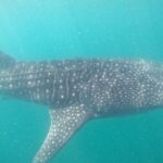 whaleshark, snorkeling with a giant sea - Authenticity and Education