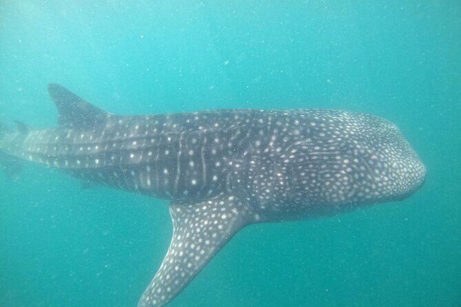 whaleshark, snorkeling with a giant sea - Authenticity and Education
