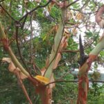 Whidbey Island Deception Pass Private SUV Tour - A Deep Dive into the Whidbey Island Deception Pass Tour