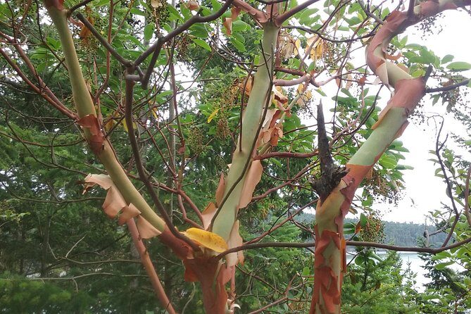 Whidbey Island Deception Pass Private SUV Tour - A Deep Dive into the Whidbey Island Deception Pass Tour
